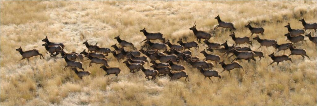 Elk run on reclaimed land previously mined for coal near Craig.