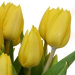 tulips WEB